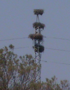 Stork Nests